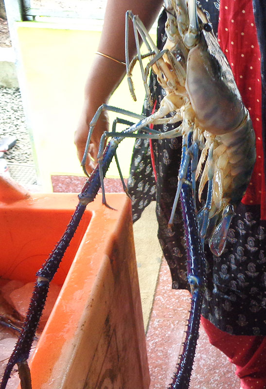 King Prawns; Punnamada Lake; Kerala; fish; travel; India; uasatish;