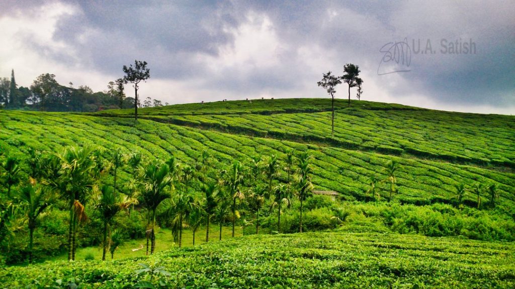 Manicured Tea Garden on Hill Slope; Munnar; Kerala; tea plantations; clouds; uasatish;