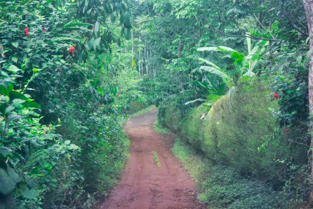 Road Through the Village; Anachal; Kerala; uasatish;