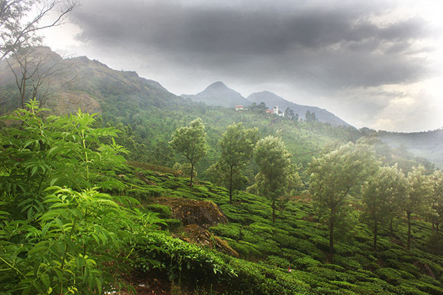 Munnar; Kerala; India; tea garden; outdoor; travel; mountains; clouds; uasatish;