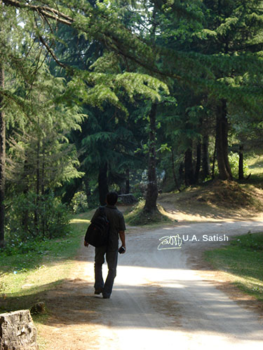 pathway; Kalatope Forest; outdoor; nature; travel; Dalhousie; Himachal Pradesh; India; uasatish; silhouette;