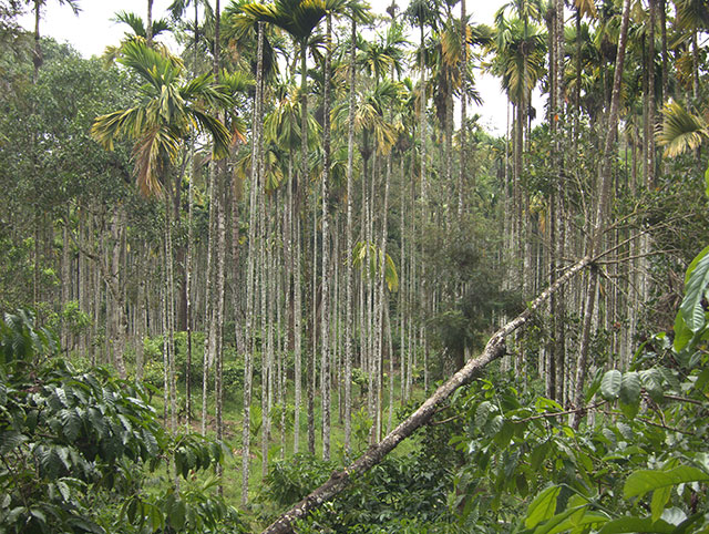 Arecanut trees; Punchavayal; Wayanad; Kerala; India; outdoor; trees; uasatish;