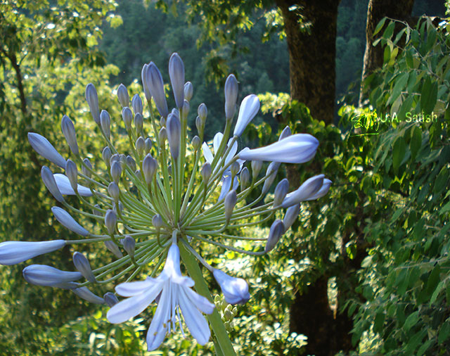 Agapanthus; flower; outdoor; travel; Dalhousie; Himachal Pradesh; India; uasatish