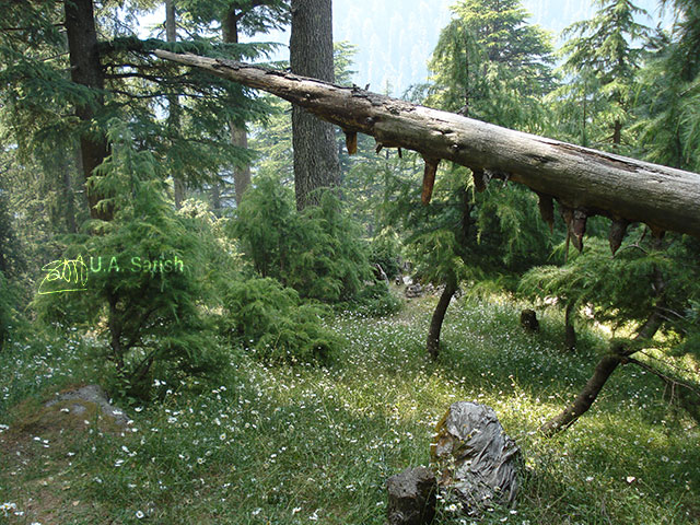 Himalayan Cedars; Dalhousie; Himachal Pradesh; nature; outdoor; travel; trees; flowers; uasatish;