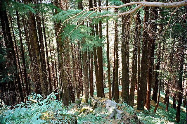 Kalatope Forest; Dalhousie; Himachal Pradesh; India; travel; outdoor; nature; trees; uasatish;