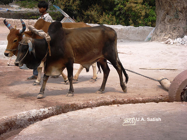lime mortar; bulls; Mandu; Madhya Pradesh; India; travel; outdoor; uasatish;