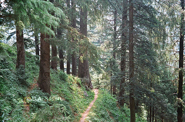 Dalhousie; Himachal Pradesh; India; pathway; outdoor; nature; travel; trees; uasatish;