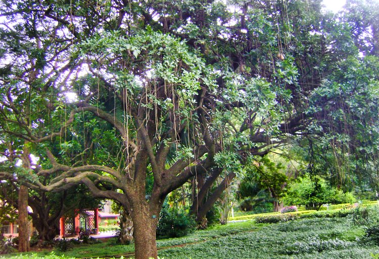 Sausage Tree; botanical gardens; Bangalore; travel blog; uasatish;