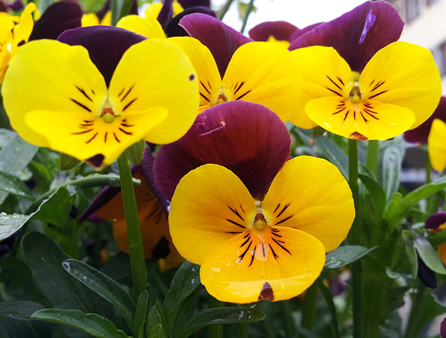 flowers; Switzerland; outdoor; uasatish;