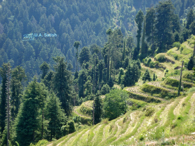 Dalhousie; Himachal Pradesh; India; hills; terrace cultivation; trees; outdoor; nature; travel; uasatish;