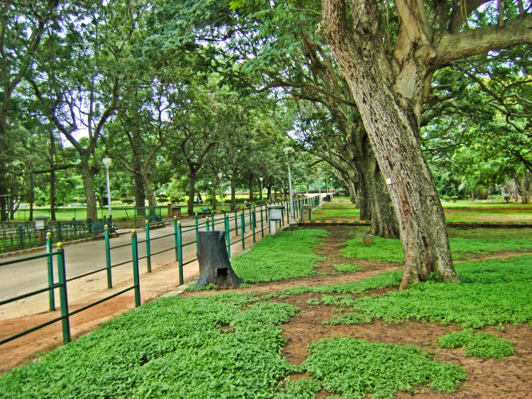 Tree Lined Avenue; Bangalore; uasatish; travel blog;