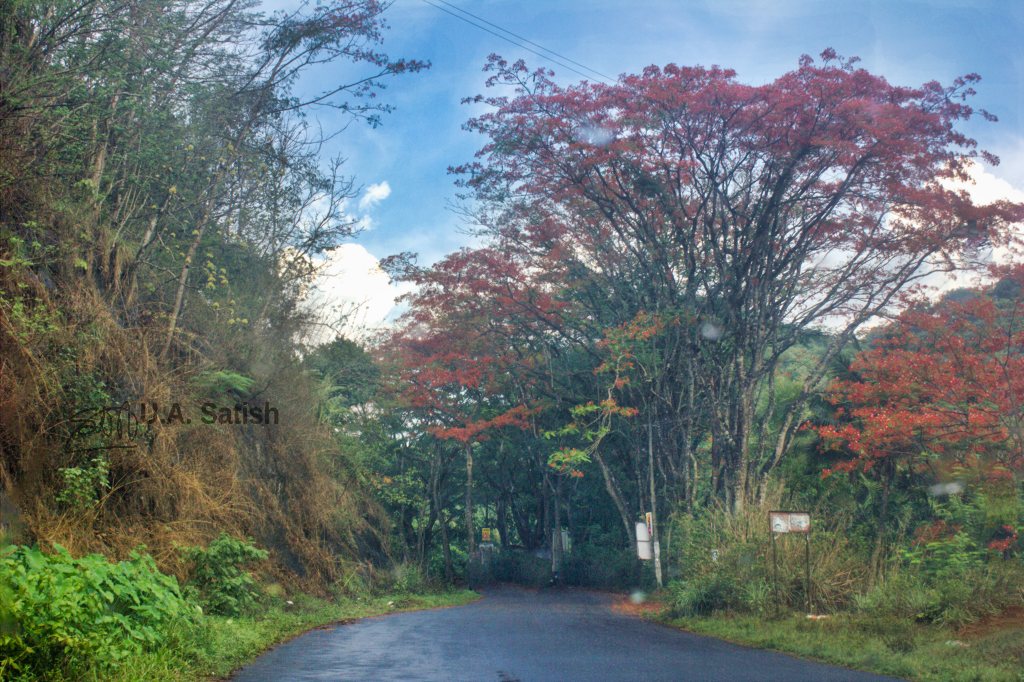 Tree Lined Road; Idukki; Keraka; uasatish; Munnar to Thekkady;