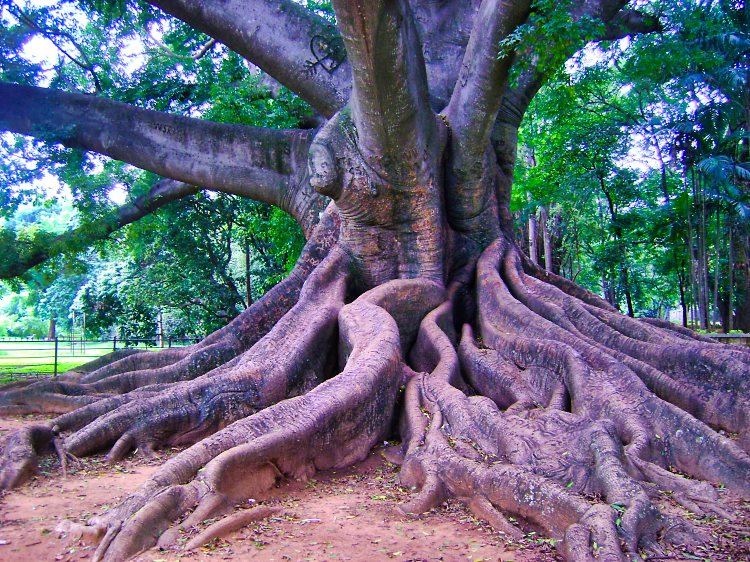 White Silk Cotton Tree; Bangalore; uasatish; travel blog;