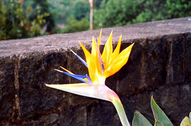 Bird of Paradise; flower; Ooty; uasatish;