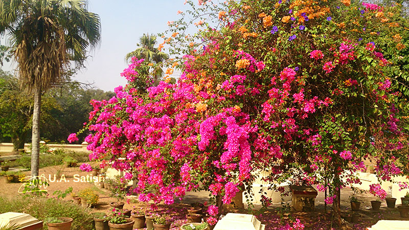 Hill Palace; Tripunithura; Kerala; India; Bougainvillea; flowers; outdoor; travel; uasatish;