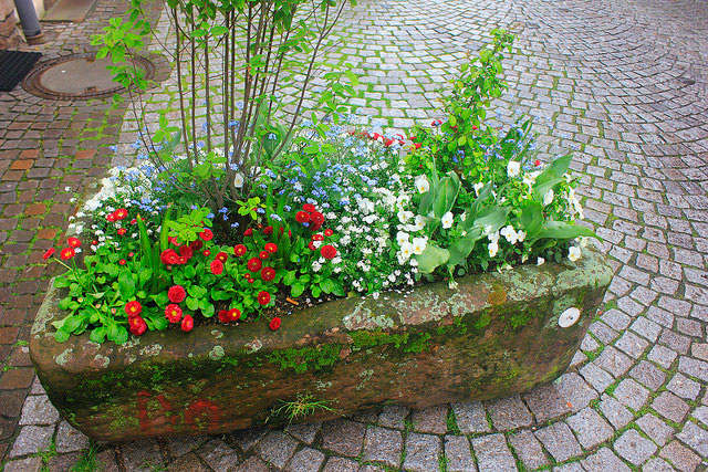 flowers; Gengenbach; Germany; Black Forest; outdoor; travel; uasatish;
