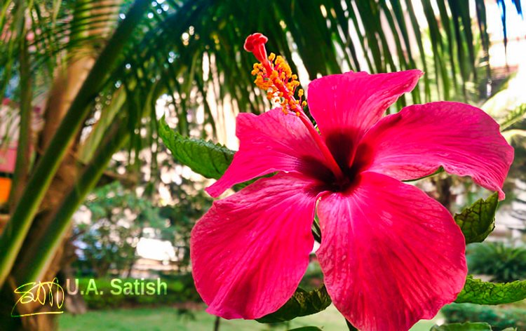 Hibiscus; travel blog; uasatish; flower;