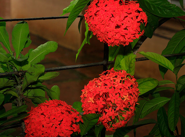 Ixora Coccinea; flower; Mumbai; Vasai; India; uasatish;