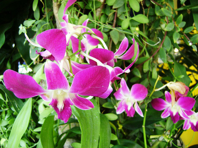 Orchids; flowers; Thailand; outdoor; uasatish; travel;