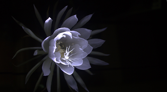 Queen of the Night; flower; uasatish; Nishagandhi;