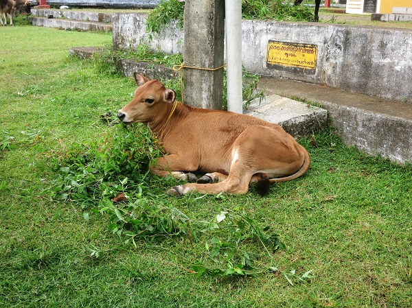 Jagannath Temple; Thalassery; Kerala; India; Tellicherry; temple; uasatish; outdoor; calf;
