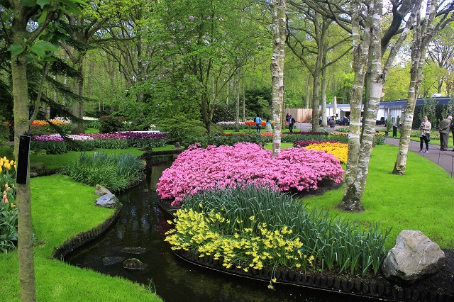  Keukenhof Tulip Gardens; Lisse; Netherlands; Holland; Netherlands; tulips; flowers; outdoor; travel; nature; uasatish;