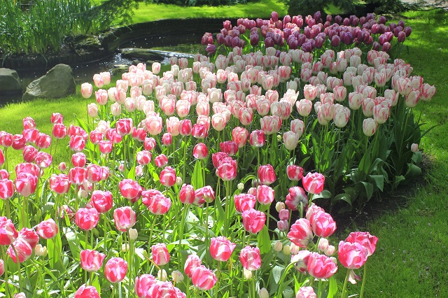 Keukenhof Tulip Gardens; Lisse; Netherlands; Holland; Netherlands; tulips; flowers; outdoor; travel; nature; uasatish;