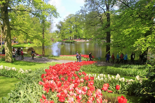  Keukenhof Tulip Gardens; Lisse; Netherlands; Holland; Netherlands; tulips; flowers; outdoor; travel; nature; uasatish;