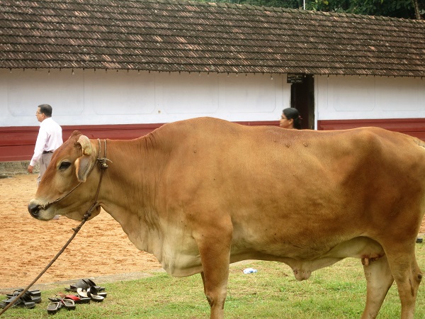 cow; Thalassery; Kerala; India; Tellicherry; uasatish; cow; outdoor;