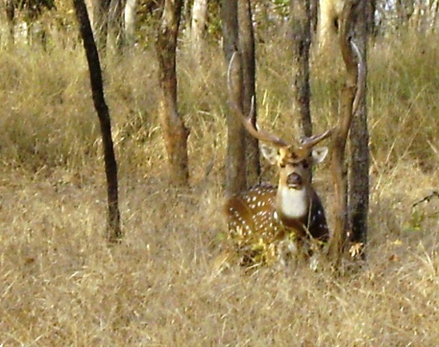 Pench, National Park, Madhya Pradesh, India, outdoor, travel, uasatish, deer,
