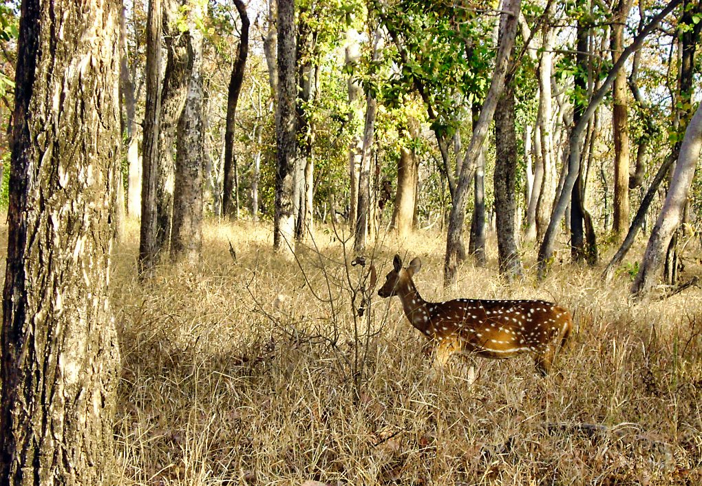 Pench Tiger Reserve; deer; Madhya Pradesh; uasatish;