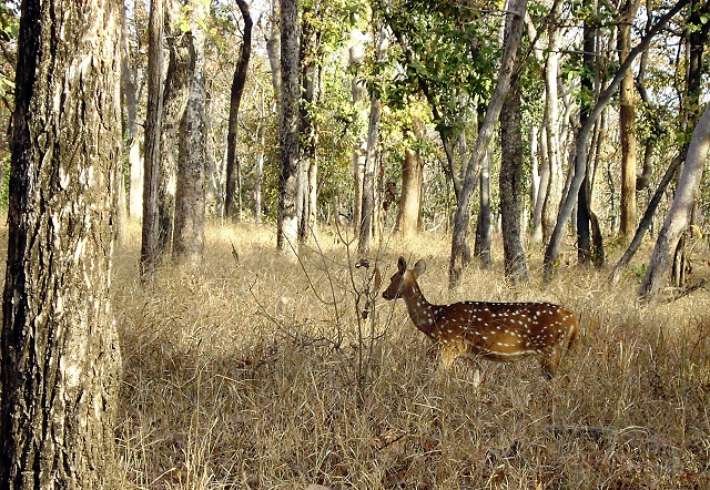 Pench, National Park, Madhya Pradesh, India, outdoor, travel, uasatish, deer,