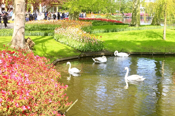  Keukenhof Tulip Gardens; Lisse; Netherlands; Holland; Netherlands; tulips; flowers; outdoor; travel; nature; uasatish;