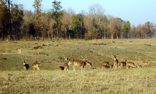 Pench, National Park, Madhya Pradesh, India, outdoor, travel, uasatish, deer,