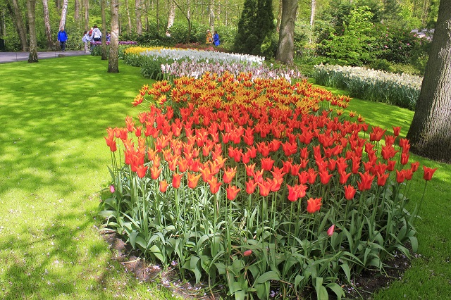  Keukenhof Tulip Gardens; Lisse; Netherlands; Holland; Netherlands; tulips; flowers; outdoor; travel; nature; uasatish;