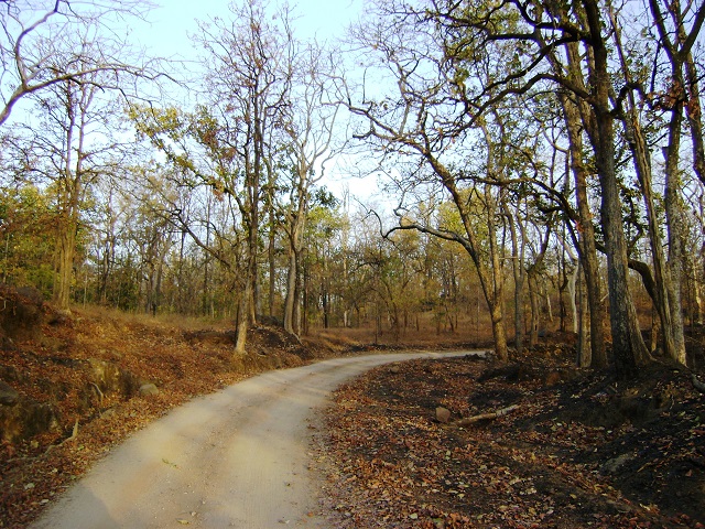 Pench, National Park, Madhya Pradesh, India, outdoor, travel, uasatish,