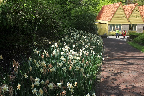 Keukenhof Tulip Gardens; Lisse; Netherlands; Holland; Netherlands; tulips; flowers; outdoor; travel; nature; uasatish;