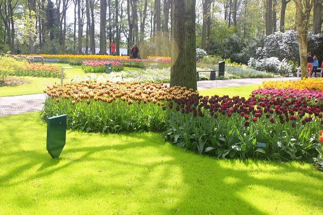  Keukenhof Tulip Gardens; Lisse; Netherlands; Holland; Netherlands; tulips; flowers; outdoor; travel; nature; uasatish;