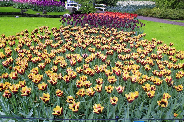  Keukenhof Tulip Gardens; Lisse; Netherlands; Holland; Netherlands; tulips; flowers; outdoor; travel; nature; uasatish;