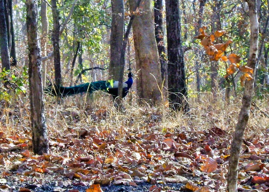 Peacock; trees; forest; Madhya Pradesh; uasatish; Pench Tiger Reserve;