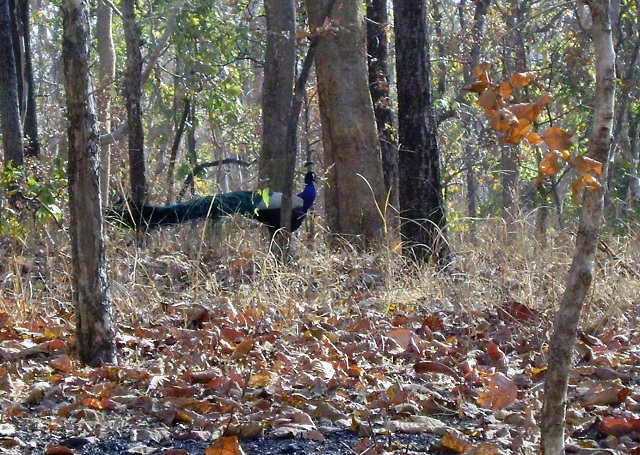 Pench, National Park, Madhya Pradesh, India, outdoor, travel, uasatish, peacock,
