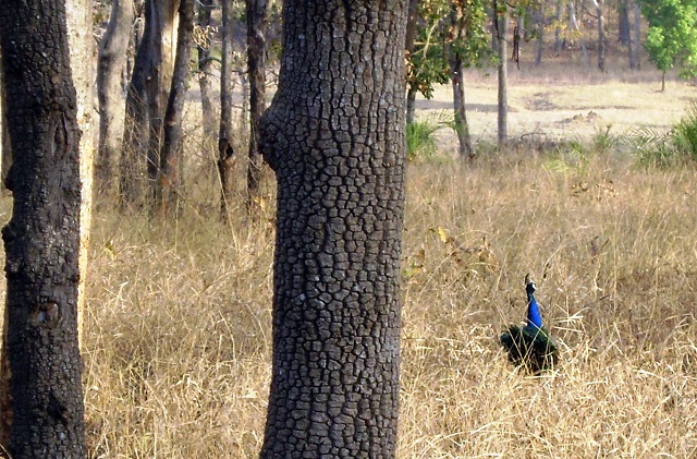 Pench Tiger Reserve, National Park, Madhya Pradesh, India, outdoor, travel, uasatish, peahen,