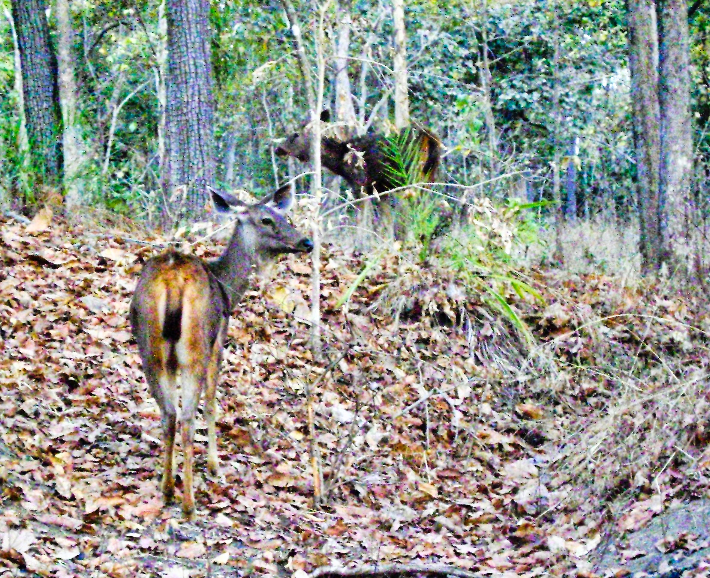 Sambar Deer; forest; India; Madhya Prdesh; travel blog; uasatish;