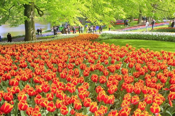  Keukenhof Tulip Gardens; Lisse; Netherlands; Holland; Netherlands; tulips; flowers; outdoor; travel; nature; uasatish;