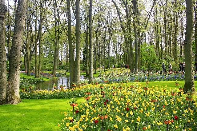  Keukenhof Tulip Gardens; Lisse; Netherlands; Holland; Netherlands; tulips; flowers; outdoor; travel; nature; uasatish;