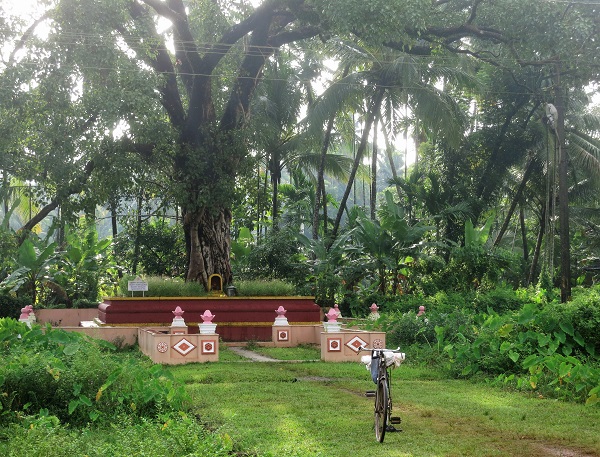 ancient tree; Thalassery; Kerala; India; Tellicherry; uasatish; tree; outdoor;