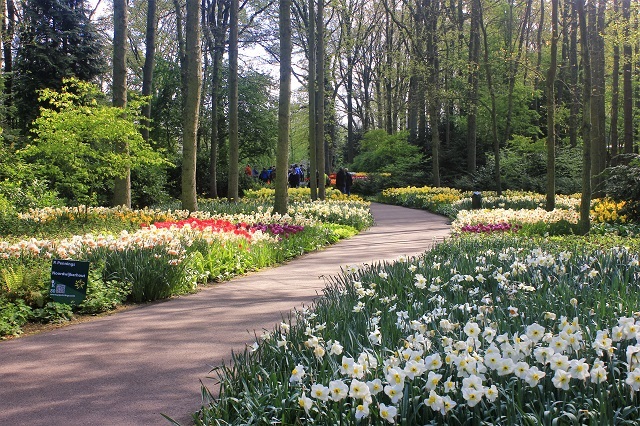 Keukenhof Tulip Gardens; Lisse; Netherlands; Holland; Netherlands; tulips; flowers; outdoor; travel; nature; uasatish;