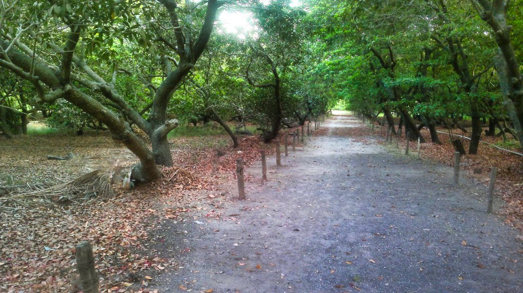 Chikkoo Orchard; trees; nature; travel; India; uasatish;