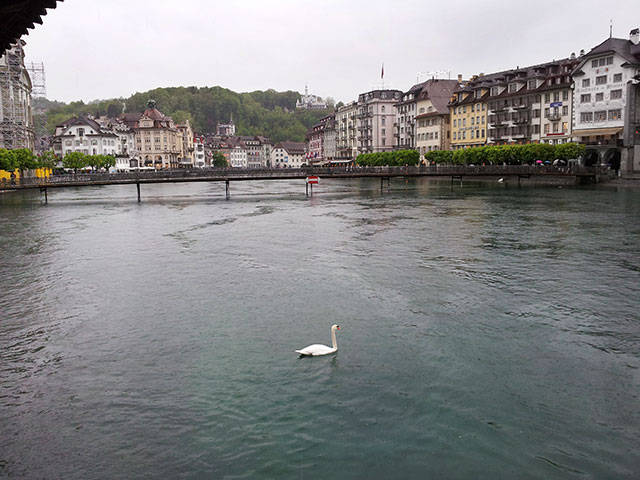 Lucerne; Switzerland; River Reuss; swan; outdoor; buildings; uasatish;