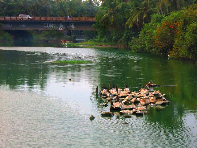  Kannur; Kerala; India; outdoor; uasatish;; bird; water;